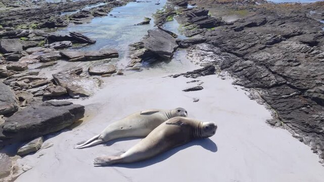 Aerial, cinematic drone footage approaching two southern elephant seals resting together on a small sandy beach surrounded by dark coastal rocks in the Falkland Islands.
