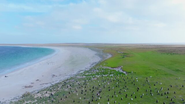 Wide aerial drone footage of a large penguin colony spread across green coastal grassland beside a sandy beach and turquoise bay on Bleaker Island in the Falkland Islands.
