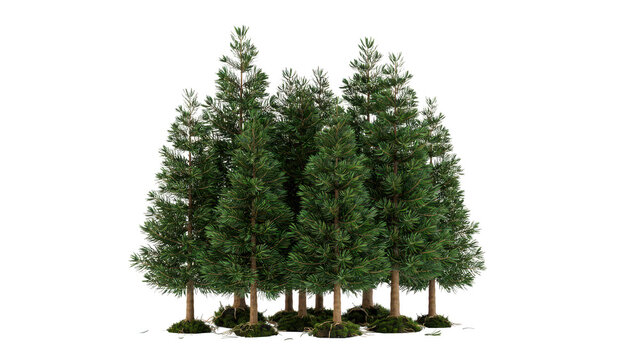 A small group of evergreen coniferous pine trees with dense green needles and branches isolated on a white background, for forest landscape scenes