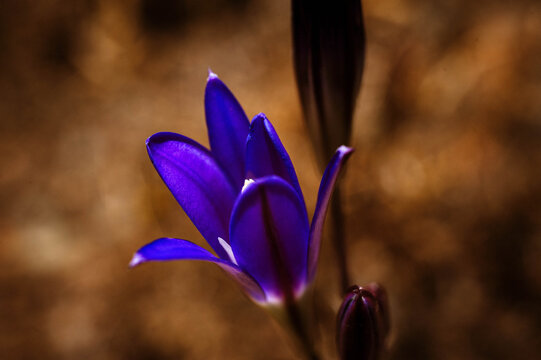 purple crocus flower