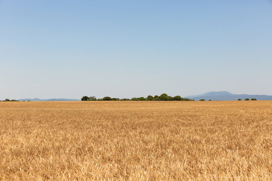 Grand champ de bl&eacute; dor&eacute; en premier plan, arbres verts, collines et grand ciel bleu en arri&egrave;re plan, paysage de campagne