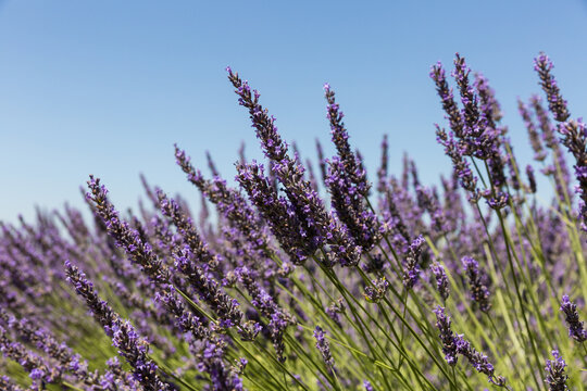 Lavandes en fleurs en premier plan, avec ciel bleu en arri&egrave;re plan