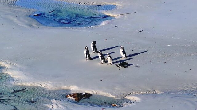 Top down drone footage of gentoo penguins walking through shallow coastal water on a sandy beach in the Falkland Islands, ideal for wildlife, seabird behavior and remote nature themes. 