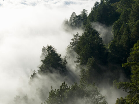 Aerial view of dense forest emerging from thick morning mist and low-hanging clouds over the mountainous landscape in Kintamani, Bali, Indonesia.