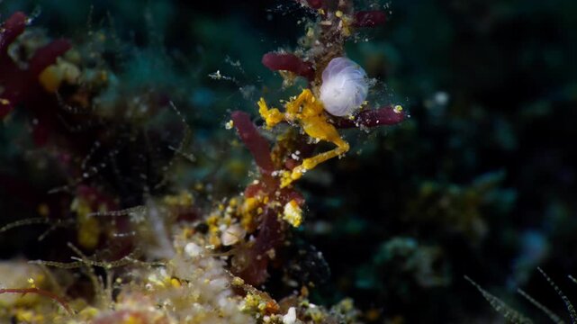 A Yellow Skeleton Shrimp or Ghost Shrimp (Caprellidae) flexing it's abdomen to aerate the eggs, filmed in Anilao, Philippines