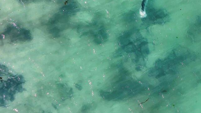 Top down drone footage of Peale's dolphins, Lagenorhynchus australis, swimming through clear turquoise coastal water in the Falkland Islands. Colors: turquoise, black, white.
