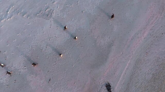 Top Down Drone Footage of Penguins Walking Across Remote Sandy Beach in Falkland Islands