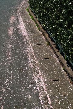 日本の道路脇に落ちた桜の花びら