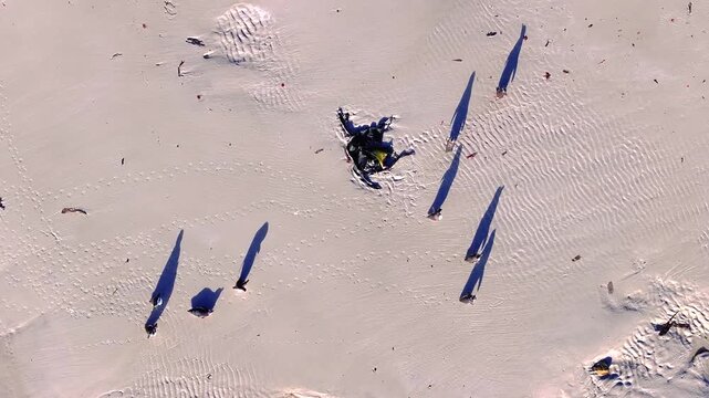 Top down drone footage of gentoo penguins walking through shallow coastal water on a sandy beach in the Falkland Islands, ideal for wildlife, seabird behavior and remote nature themes. 