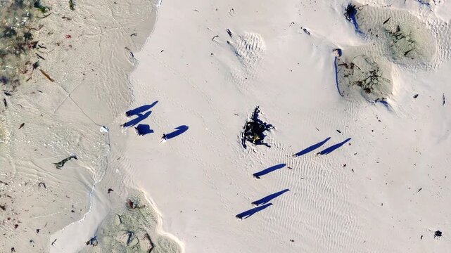 Top down drone footage of gentoo penguins walking through shallow coastal water on a sandy beach in the Falkland Islands, ideal for wildlife, seabird behavior and remote nature themes. 