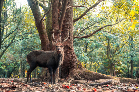 Wild sika deer buck by a large tree trunk in an autumn forest, Nara, Japan