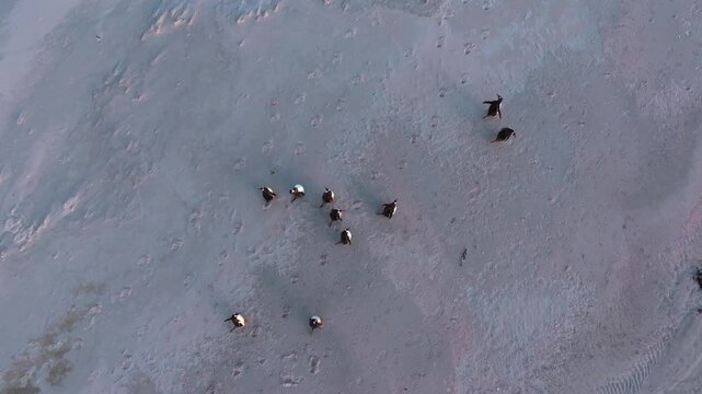 Top down drone footage of gentoo penguins walking through shallow coastal water on a sandy beach in the Falkland Islands, ideal for wildlife, seabird behavior and remote nature themes. 
