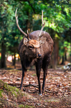 Male sika deer with antlers in a green forest at low angle, Nara, Japan