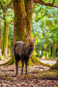 Wild sika deer stag standing among tall forest trees, Nara, Japan