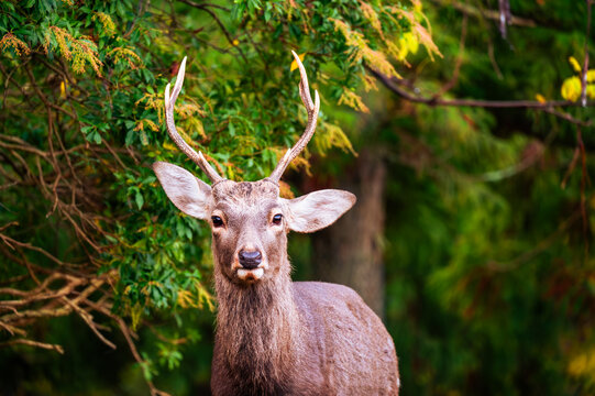 Close portrait of a sika deer buck with antlers in the forest, Nara, Japan