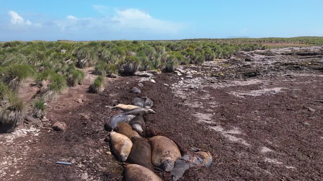 Aerial drone footage of a group of sea lions resting on open coastal ground in the Falkland Islands