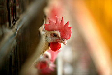 rooster in the farm © abc foto