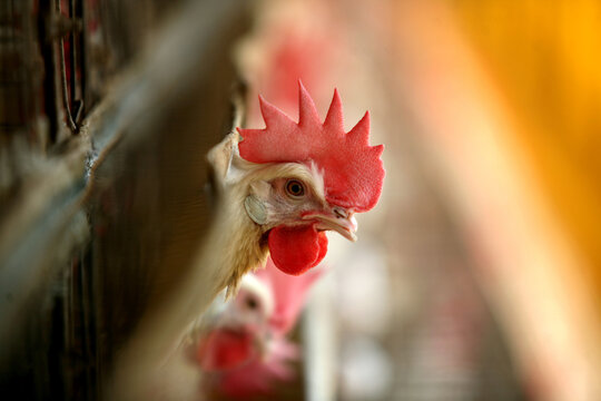 rooster in the farm