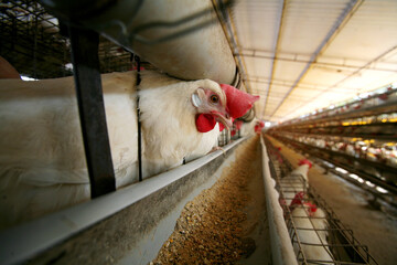 rooster in the farm © abc foto