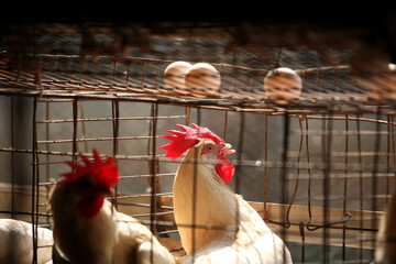 rooster in the farm © abc foto