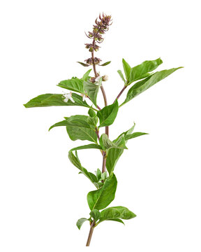 Fresh Thai basil branch with flowers isolated on transparent background with clipping path. Aromatic culinary herb for cooking, organic gardening and botanical design.