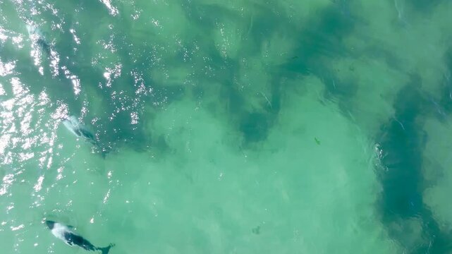 Top down drone footage of Peale's dolphins, Lagenorhynchus australis, swimming through clear turquoise coastal water in the Falkland Islands.