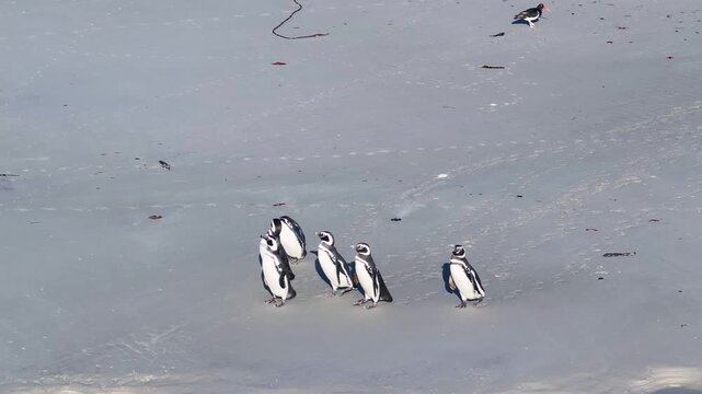 Top down drone footage of gentoo penguins walking through shallow coastal water on a sandy beach in the Falkland Islands, ideal for wildlife, seabird behavior and remote nature themes. 