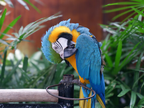 ​Blue and gold macaw parrot perched on a metal stand looking down close up, selective focus, tropical green leaves background