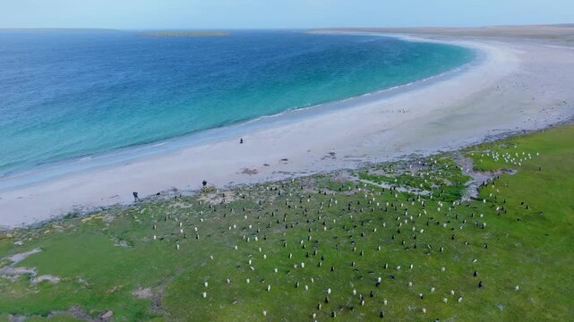 Aerial drone footage of a large penguin colony spread across coastal grassland and shoreline on Bleaker Island in the Falkland Islands.