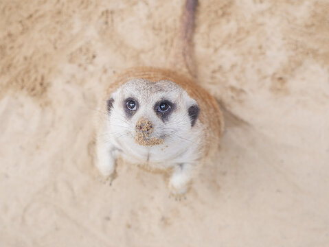 Cute meerkat looking up at the camera while standing on sand, close up portrait of Suricata suricatta with sandy nose, funny mongoose family member in wildlife zoo or natural desert habitat