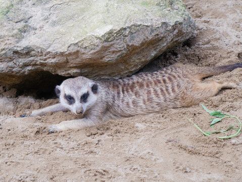 Cute meerkat looking up at the camera while standing on sand, close up portrait of Suricata suricatta with sandy nose, funny mongoose family member in wildlife zoo or natural desert habitat