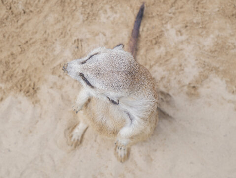 Cute meerkat looking up at the camera while standing on sand, close up portrait of Suricata suricatta with sandy nose, funny mongoose family member in wildlife zoo or natural desert habitat