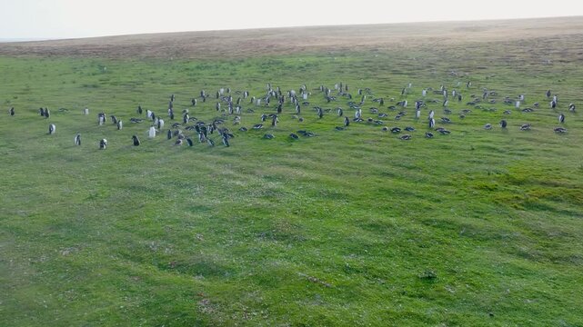 Aerial Drone Footage of Penguin Colony on Open Grassland in Falkland Islands.