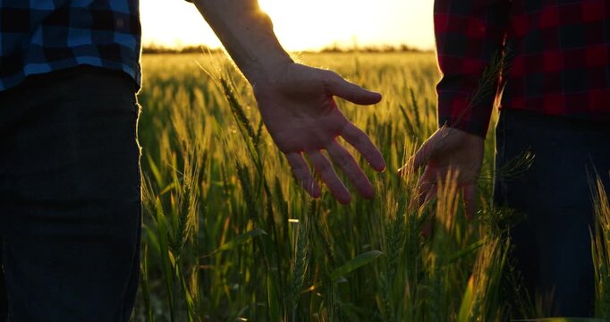 Father and son move through wheat field at sunset, touching crops as they walk together. Countryside scene symbolizes family farming, shared values and continuity of rural traditions.
