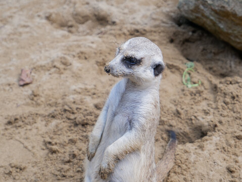 Cute meerkat looking up at the camera while standing on sand, close up portrait of Suricata suricatta with sandy nose, funny mongoose family member in wildlife zoo or natural desert habitat