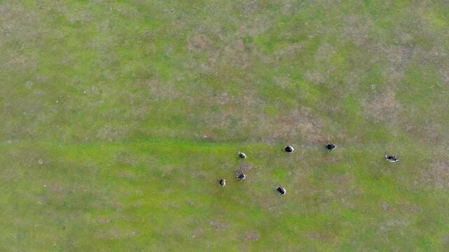 Top Down Drone Footage of Penguins Walking Across Green Grassland in Falkland Islands
