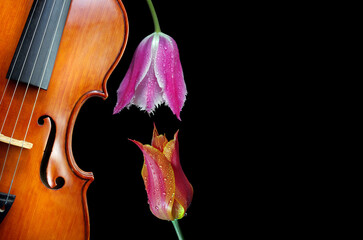 Violin and colorful tulips in dew drops. Music and sound concept. Copy space © Oleksii