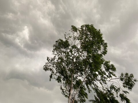 Green tree blowing in the wind against a dark stormy overcast sky