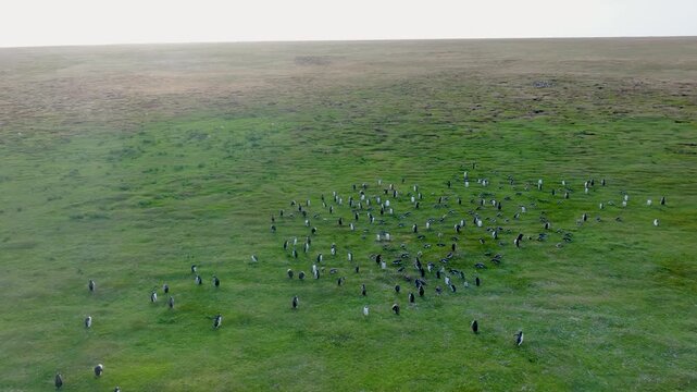 Aerial Drone Footage of Penguin Colony on Open Grassland in Falkland Islands.