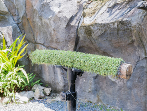Artificial grass perch on a black metal stand with a rock wall and green tropical palm plants in the background
