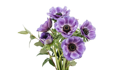 Fototapeta premium A vibrant bouquet of purple anemone flowers with dark centers and green stems, captured in a studio setting on a solid black background