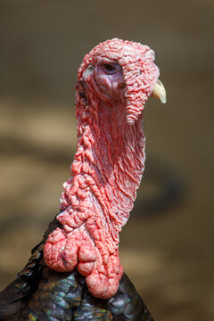 Turkey head close-up. Red, wrinkled skin prominent. Small yellow beak visible. Dark feathers beneath.