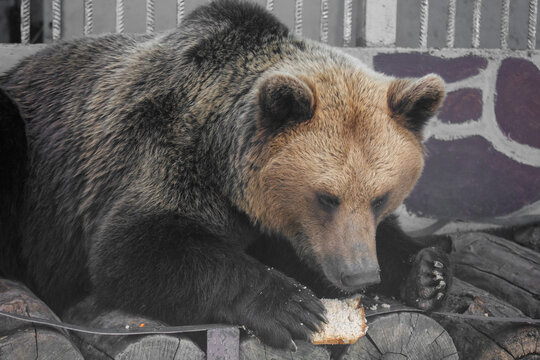 Brown bear eats bread near metal bars