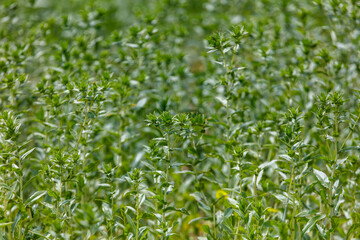 Fototapeta premium Lush green safflower plants fill the frame. The foliage sways gently in the natural light. Vibrant stems rise from the ground. A close-up reveals the texture and density of the plants.