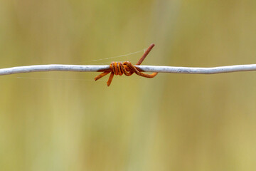 Fototapeta premium Rusted barbed wire stretches across a blurred green field