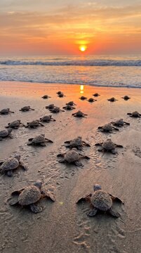 Dozens of Newly Hatched Turtles Headed for the Surf at Dusk
