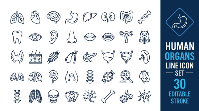 30 human organs line icons with editable stroke for anatomy, medical, education, and healthcare design projects.