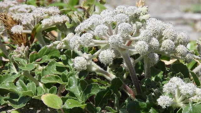 【4K】日本海の砂浜に自生する野生のハマボウフウ：白い傘状の花を咲かせる海浜植物。青森の海岸線に息づく夏の自然映像素材　[4K] Wild Beach Silvertop (Glehnia littoralis) Blooming on Sandy Beach of Japan Sea, Aomori 撮影日：20260630-1