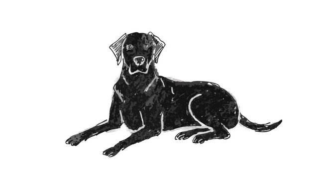 black labrador retriever