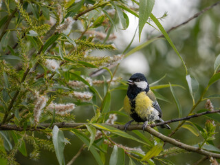 Fototapeta premium Great tit (Parus major) singing in willow tree with spring catkins, London, England. Vocalising behaviour, British garden bird.